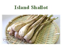 Island Shallot