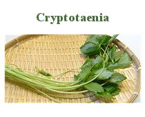 Cryptotaenia