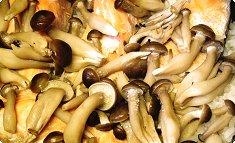 Sake to shimeji no takikomi-gohan