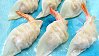 Fried Dumplings with Ground Pork & Shrimp