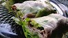 Japanese-Style Spring Roll with Pork